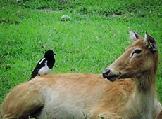 一鹿有喜：看动物世界里的好搭档