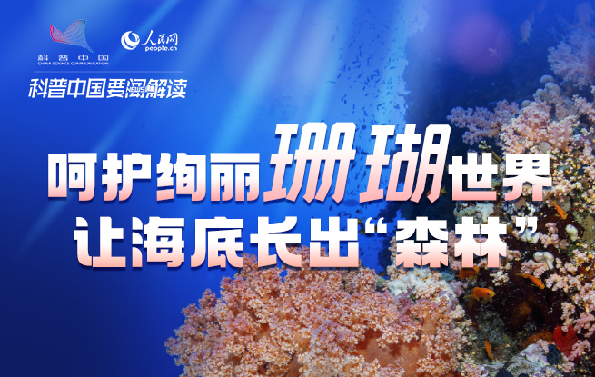 呵護絢麗珊瑚世界 讓海底長出“森林”