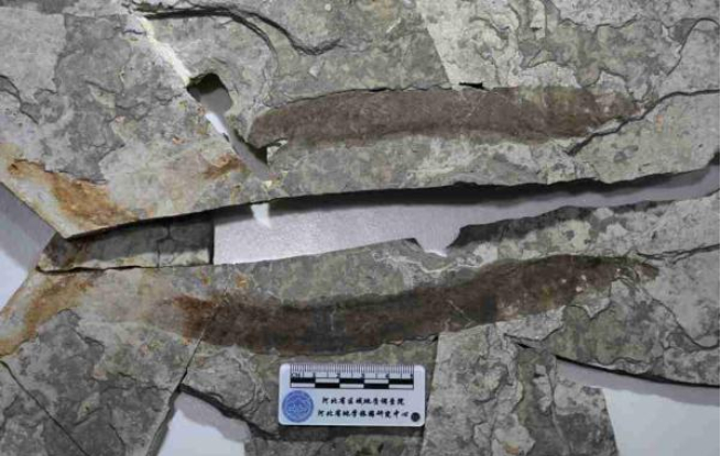 河北首次發現約1.3億年前的孟氏中生鰻化石