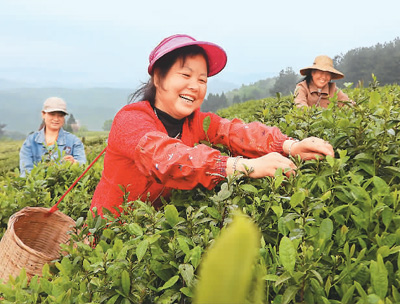 谷雨臨近，四川省達州市進入一年中繁忙的採茶季。近日，在當地渠縣臨巴鎮涼橋村的秀嶺春天茶園，茶農在採摘茶芽。鄧良奎攝（人民視覺）