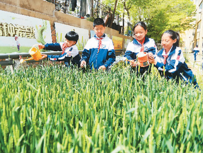  臨近立夏，小麥已進入抽穗揚花期。近日，山東省青島市市北區平安路第二小學的學生給小麥澆水。 王海濱攝（人民視覺）