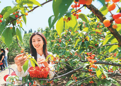  日前，游客在湖北省襄陽市南漳縣城關鎮大山村的櫻桃園裡採摘櫻桃。楊 東攝（人民視覺）