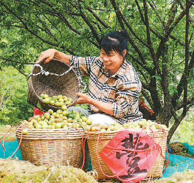 近日，果農在廣西壯族自治區梧州市蒼梧縣獅寨鎮古東村森木組採摘青梅。何華文攝（人民視覺）