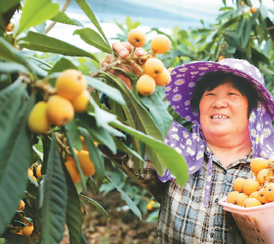 浙江省溫嶺市塢根鎮小塢根村的農民日前在採收枇杷。蔣友青攝（人民視覺）