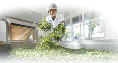 灤平縣一家黃芩加工企業的員工在制作黃芩茶。王立群攝