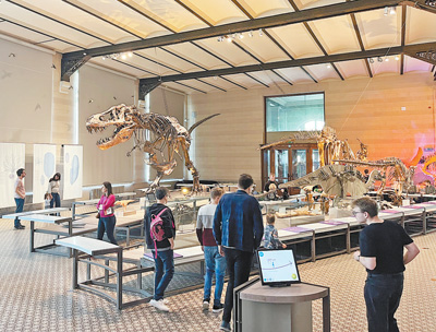 比利時皇家自然科學博物館恐龍化石展區吸引許多觀眾參觀。本報記者 牛瑞飛攝