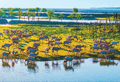 在江蘇省鹽城市大豐區黃海濕地野鹿蕩，成群麋鹿正在嬉戲、覓食。張連華攝（人民圖片）