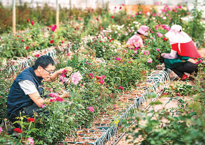 2023年10月，雲南省安寧市現代農業園區玫瑰種植示范園裡一朵朵玫瑰美麗綻放，它們是由曾搭乘神舟載人飛船遨游太空的種子培育而成，因此被稱為“來自星星的玫瑰”。新華社記者 胡 超攝