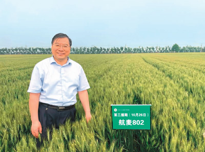 2023年，劉錄祥在位於河北省石家庄市的試驗基地查看“航麥802”長勢情況。資料圖片