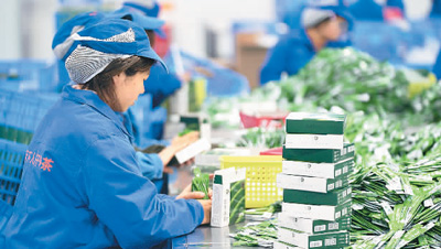 4月1日，在貴州省銅仁市江口縣梵淨山腳下的貴茶產業園，工人在包裝歐標抹茶。貴茶集團供圖