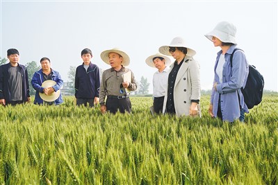 中國農科院作物科學研究所李立會研究員（右四）和團隊成員察看田間材料表現。