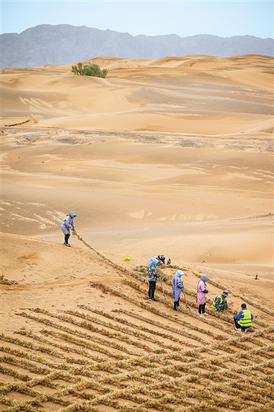   圖為治沙工人在寧夏中衛市境內的騰格裡沙漠鋪設刷狀網繩式草方格沙障。新華社記者  馮開華攝