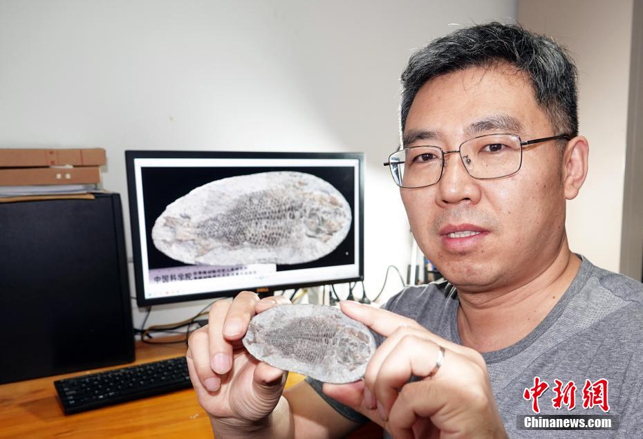 6月23日，徐光輝研究員展示此次研究發現的距今約2.49億年的“吳氏三疊魚”化石模式標本，介紹相關研究成果。中新網記者 孫自法 攝