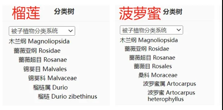 圖片來源：中國植物智