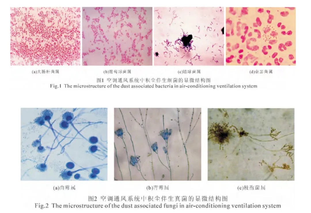 圖片來源：《空調系統微生物種類分析及其溫濕度控制》