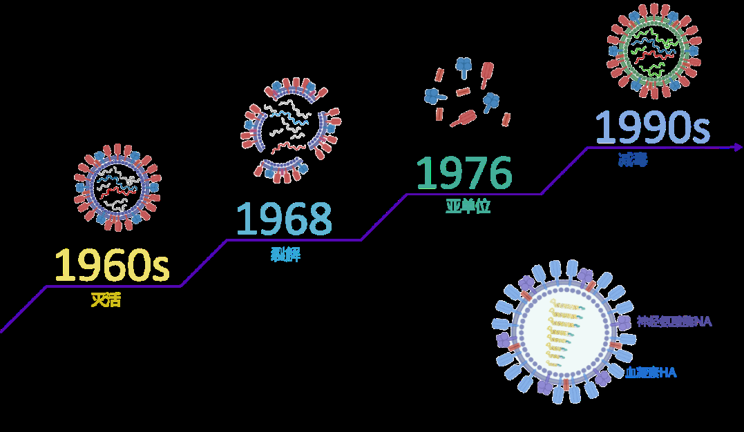 流感病毒疫苗的發展歷程（圖片來源：作者）