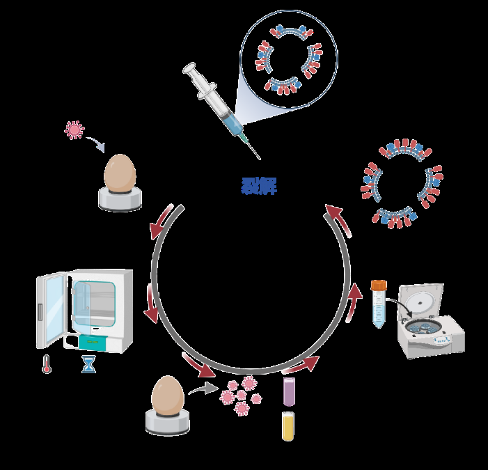 流感亞單位疫苗的研發流程（圖片來源：作者）