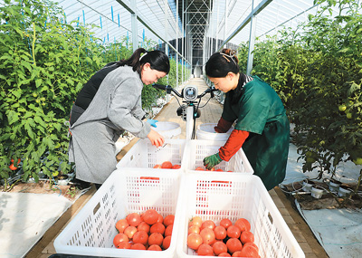 近年來，安徽省淮北市烈山區古饒鎮運用新技術發展現代智慧農業，著力打造布局優、規模大、效益高的蔬菜產業體系，促進農業增效、農民增收。圖為11月初，古饒鎮高標准設施蔬菜示范種植基地內，工人正在採摘頭茬西紅柿。李 鑫攝（人民視覺）