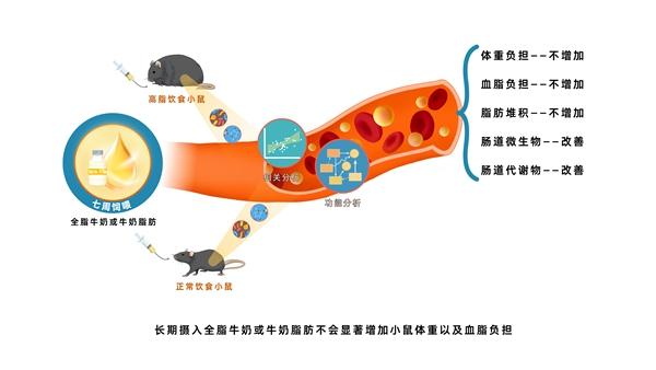 全脂牛奶或牛奶脂肪调节血脂代谢机理示意图。农业农村部食物与营养发展研究所供图