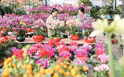 大寒临近，蝴蝶兰、百合、仙客来等鲜花竞相绽放，市民在山东省东营市东营区文汇街道胜利花卉市场选购花卉。   刘智峰摄（人民视觉）