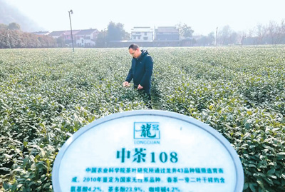 1月21日，中国农科院茶叶研究所研究员曾建明在种植有“中茶108”茶树的试验田内查看新茶生长情况。   新华社记者 江 汉摄