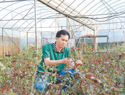 宋展在昆明理工大学试验田做食用玫瑰水肥质量实验。   张东伟摄