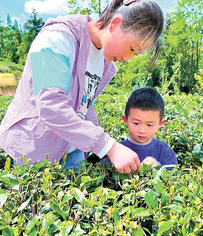 春假里，恩施州利川市一名中学生带着弟弟体验采茶。利川市委宣传部供图