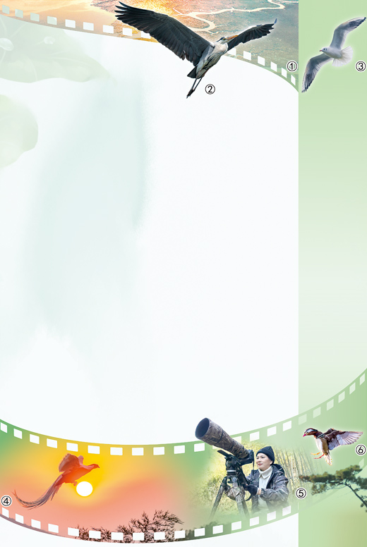 图①：辽宁省丹东市鸭绿江口湿地航拍图。 曾 伟摄 图②：在北京玉渊潭公园拍摄到的苍鹭。 本报记者 张武军摄 图③：在云南省昆明市翠湖公园拍摄到的红嘴鸥。 晏廷昌摄 图④：在福建省永安市青水畲族乡丰田村拍摄到的白鹇。 张爱娟摄 图⑤：张爱娟在丰田村中拍摄白鹇。 受访者供图 图⑥：在江西省南昌市青山湖区拍摄到的鸳鸯。 陶长英摄