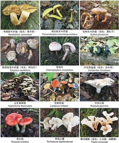 雲南常見毒菌（毒蘑菇）2022版 不採摘、不收購、不加工、不食用 中國科學院昆明植物研究所供圖