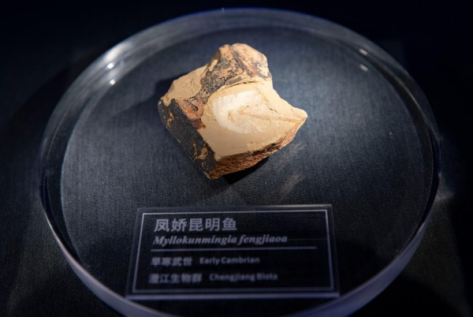 澄江化石地世界自然遗产博物馆的凤娇昆明鱼化石（新华社记者 陈欣波摄）