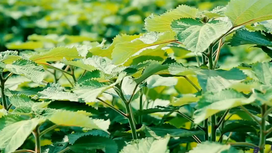 苧麻種植（來源：新華網視頻截圖）