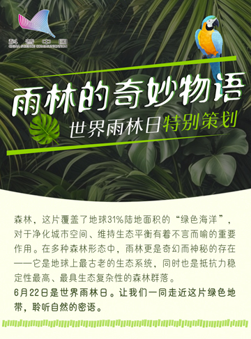 森林，這片覆蓋了地球31%陸地面積的“綠色海洋"對於淨化城市空間、維持生態平衡有著不言而喻的重要作用。在多種森林形態中，雨林更是奇幻而神秘的存在——它是地球上最古老的生態系統，同時也是抵抗力穩定性最高、最具生態復雜性的森林群落。6月22日是世界雨林日，讓我們一同走近這片綠色地帶，聆聽自然的密語。              了解詳情