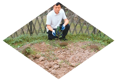 6月9日，在广东省潮州市凤凰山种植点，潮州单丛茶制作技艺传承人黄远智正在精心照料从太空返回的凤凰单丛茶茶种的幼苗。 受访者供图