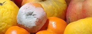 水果有一點發霉削掉后可以吃？