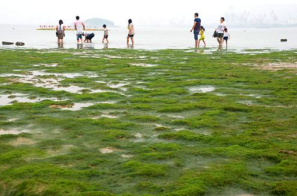 2014年6月，游客在連雲港在海一方海濱公園海邊滸苔鋪就的“綠毯”上玩耍（圖片來源：新華社）