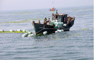 2008年7月10日，在奧帆賽水域外，漁船在布網攔截滸苔。（圖片來源：新華社）