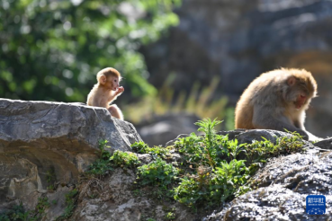 猕猴在山西阳城蟒河猕猴国家级自然保护区进食(来源:新华社)