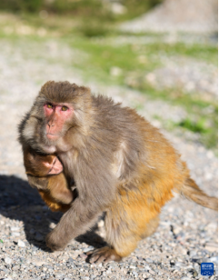 囊谦县白扎林场拍摄的藏猕猴(来源:新华社)