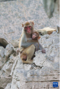 重庆市巫山县小三峡景区的猕猴(来源:新华社)
