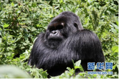 卢旺达的山地大猩猩(来源:新华网)