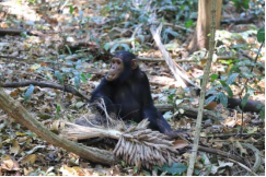 坦桑尼亚基戈马贡贝国家公园的黑猩猩(来源:新华社)