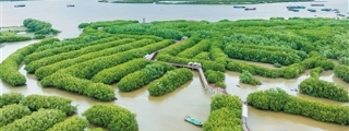 碳市场2.0，中国这样布局