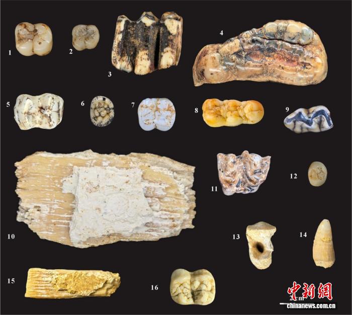 图为岩利山洞穴群出土的化石。广西民族博物馆 供图