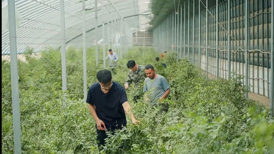 新疆昆玉紅棗科技小院的碩士研究生孫武帶著村民打理棗樹。受訪者供圖