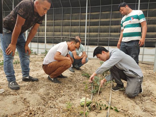 新疆昆玉紅棗科技小院的碩士研究生孫武（右二）教村民栽培技術。受訪者供圖