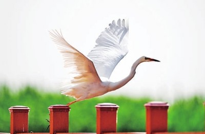 在烏梁素海拍攝的白鷺。新華社記者 貝赫攝