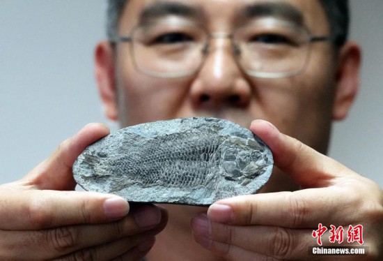 圖為6月23日，徐光輝研究員展示此次研究發現的距今約2.49億年的“吳氏三疊魚”化石模式標本。中新網記者 孫自法 攝