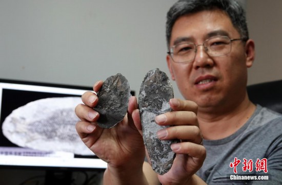 6月23日，徐光輝研究員演示此次研究發現的“吳氏三疊魚”化石的灰岩結核包裹保存方式。中新網記者 孫自法 攝