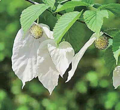  盛開的珙桐花 神農架林區融媒體中心供圖