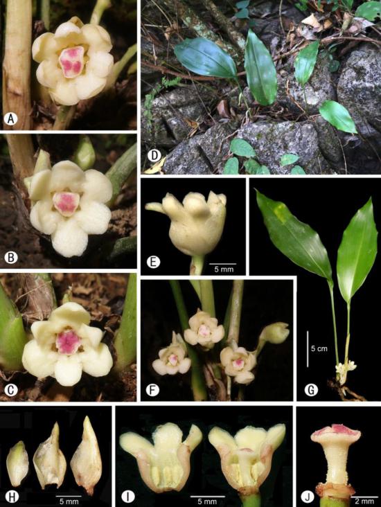 红斑蜘蛛抱蛋拼版照片。（中国科学院广西植物研究所供图）
